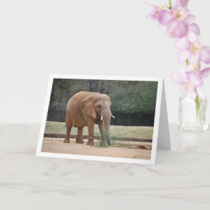 African Elephant in Park Card