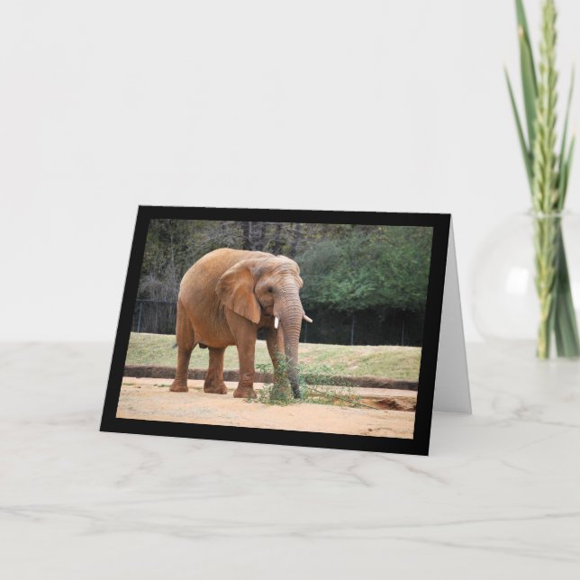 African Elephant in Park Card (Front)