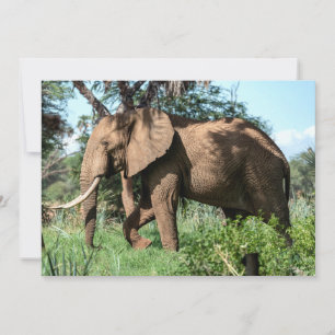 African Elephant in the Safari
