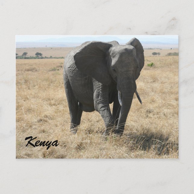 african elephant kenya postcard (Front)