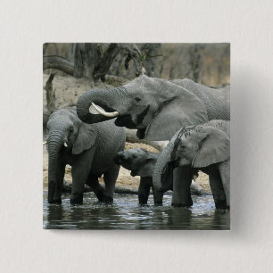 African Elephant, (Loxodonta africana), drinking 2 Inch Square Button