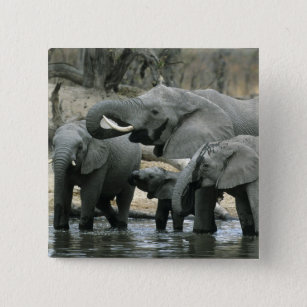 African Elephant, (Loxodonta africana), drinking 2 Inch Square Button