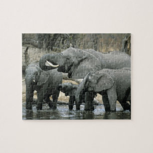 African Elephant, (Loxodonta africana), drinking Jigsaw Puzzle