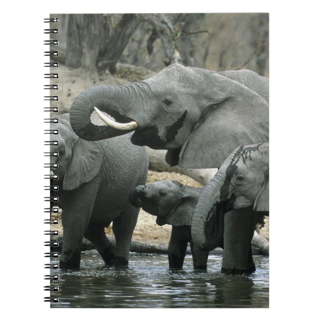 African Elephant, (Loxodonta africana), drinking Notebook (Front)