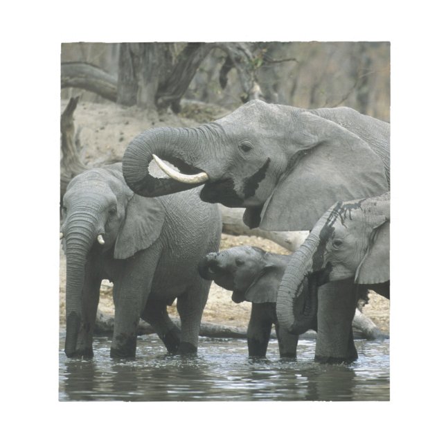 African Elephant, (Loxodonta africana), drinking Notepad (Front)