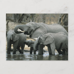 African Elephant, (Loxodonta africana), drinking Postcard
