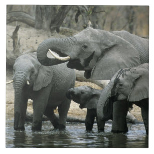 African Elephant, (Loxodonta africana), drinking Tile
