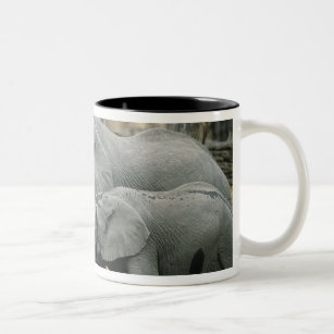 African Elephant, (Loxodonta africana), drinking Two-Tone Coffee Mug