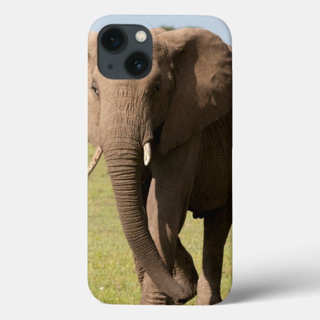 African Elephant (Loxodonta Africana), Maasai Case-Mate iPhone Case (Back)