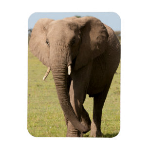 African Elephant (Loxodonta Africana), Maasai Magnet