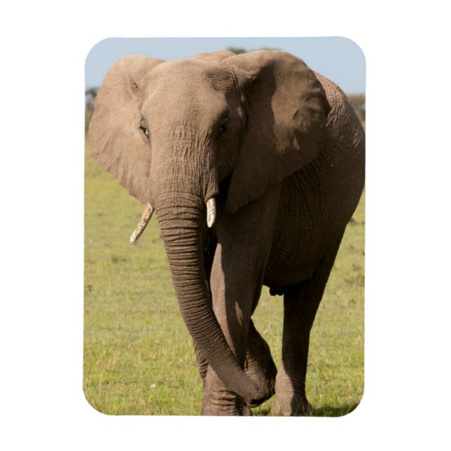 African Elephant (Loxodonta Africana), Maasai Magnet (Vertical)