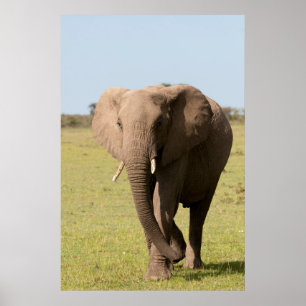 African Elephant (Loxodonta Africana), Maasai Poster