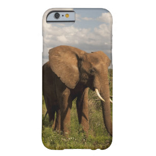 African Elephant, Loxodonta africana, out in a Barely There iPhone 6 Case