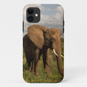 African Elephant, Loxodonta africana, out in a iPhone 11 Case