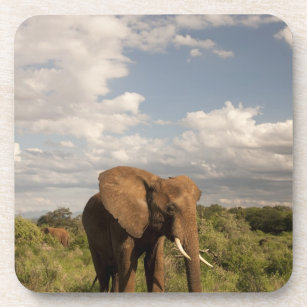 African Elephant, Loxodonta africana, out in a Coaster