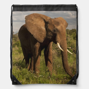 African Elephant, Loxodonta africana, out in a Drawstring Bag