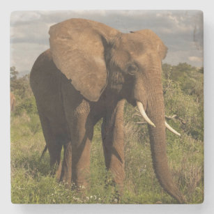 African Elephant, Loxodonta africana, out in a Stone Coaster