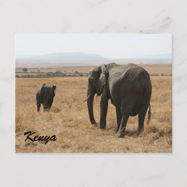 african elephant mother postcard (Front)