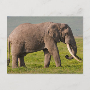 African Elephant, Ngorongoro Conservation Area Postcard