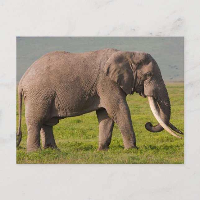 African Elephant, Ngorongoro Conservation Area Postcard (Front)