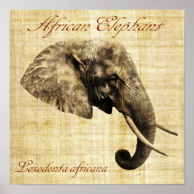 African elephant (no frame) poster (Front)
