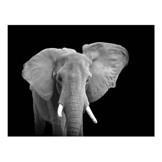 African Elephant on Black - Postcard