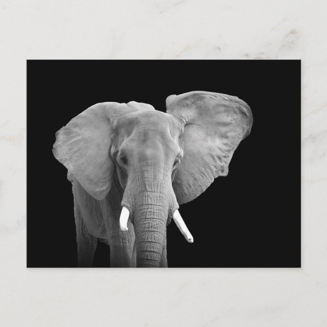 African Elephant on Black Safari Animal Postcard (Front)