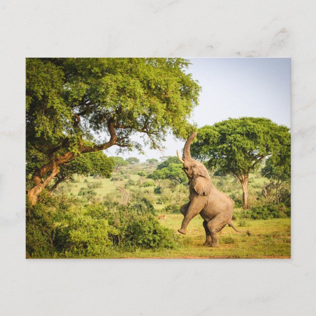 African Elephant Photo Postcard (Front)