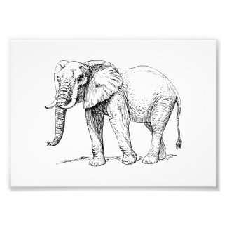 African Elephant Photo Print