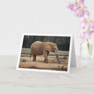 African Elephant Portrait Card
