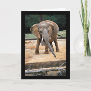 African Elephant Portrait Card