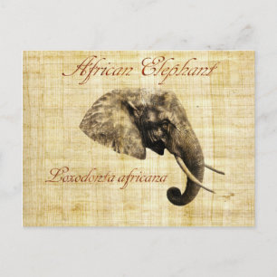 African elephant postcard