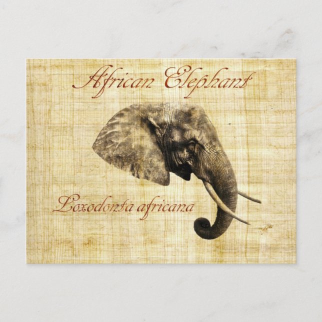 African elephant postcard (Front)