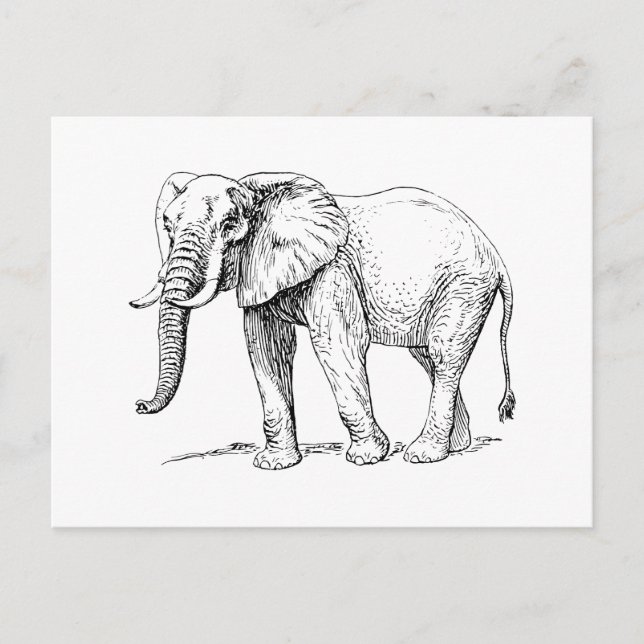 African Elephant Postcard (Front)