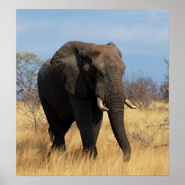 African Elephant Poster Print (Front)