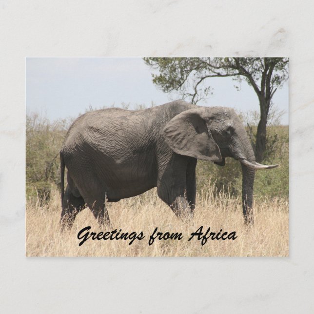 african elephant tusk greetings postcard (Front)