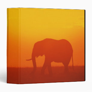 African elephant walking at sunset , Kenya Binder