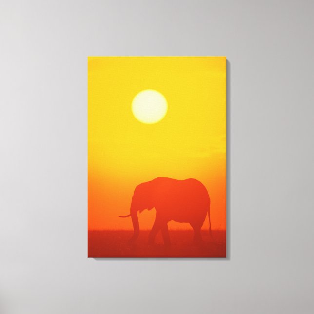 African elephant walking at sunset , Kenya , Canvas Print (Front)
