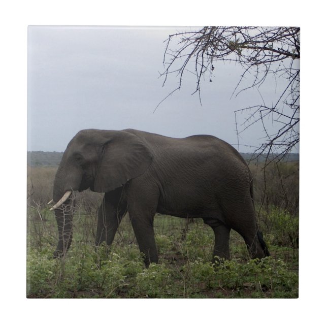 African Elephant Wildlife PhotoTile Tile (Front)