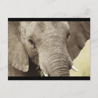 African elephant wildlife safari postcards