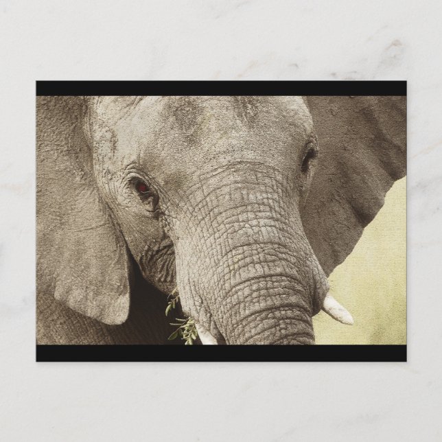 African elephant wildlife safari postcards (Front)