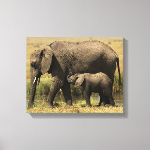 African Elephants Canvas Print