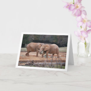 African Elephants Card