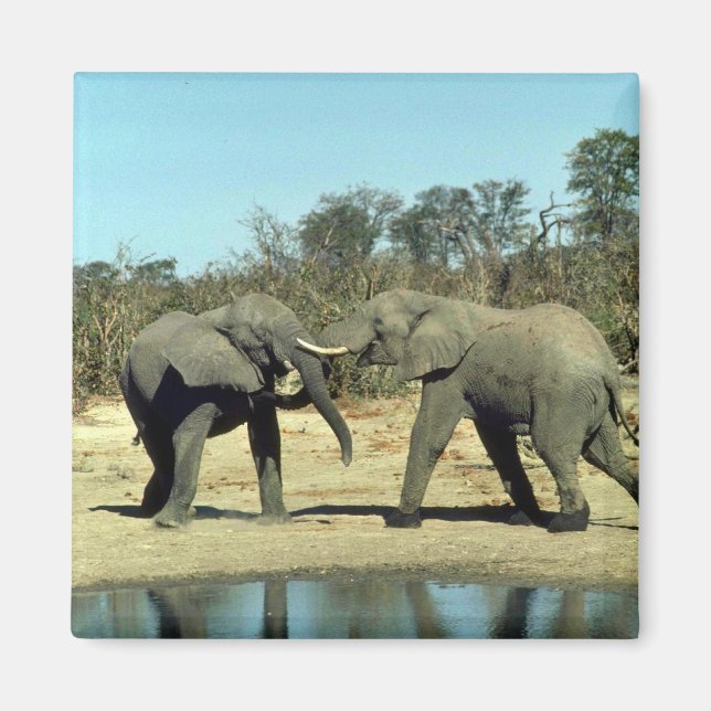 African Elephants fighting Magnet (Front)
