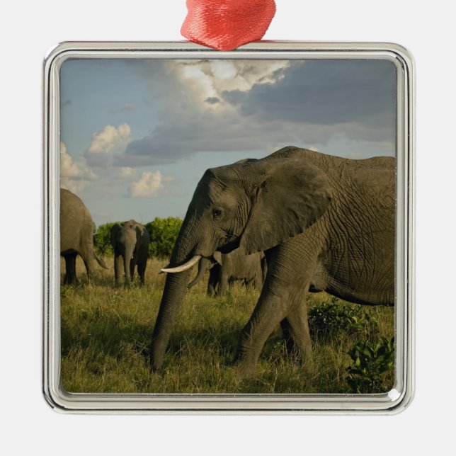 African Elephants grazing, Loxodonta africana, Metal Ornament (Front)