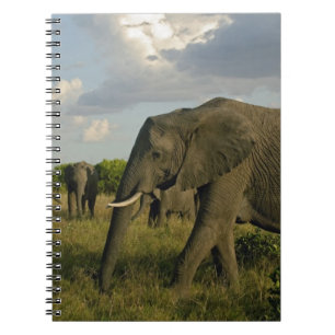 African Elephants grazing, Loxodonta africana, Notebook