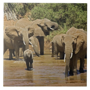 African Elephants, Loxodonta Africana, Samburu Tile