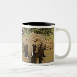 African Elephants, Loxodonta Africana, Samburu Two-Tone Coffee Mug