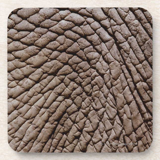African elephant's (Loxodonta africana) skin Coaster (Front)