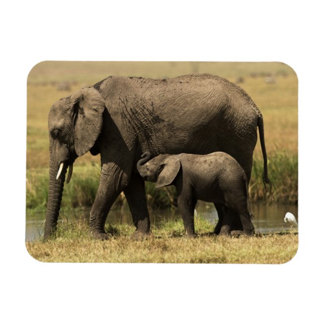 African Elephants Magnet (Horizontal)